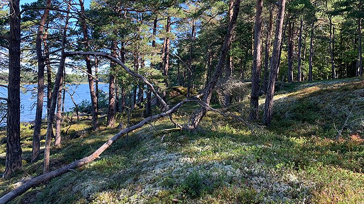 Hulan. Nytt naturreservat i Mariestads kommun. Foto: Länsstyrelsen i Västra Götaland