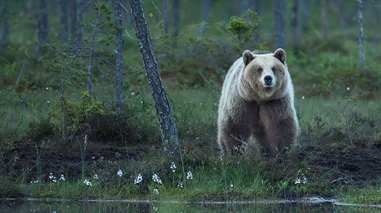 Så många björnar får fällas i Värmland 2025