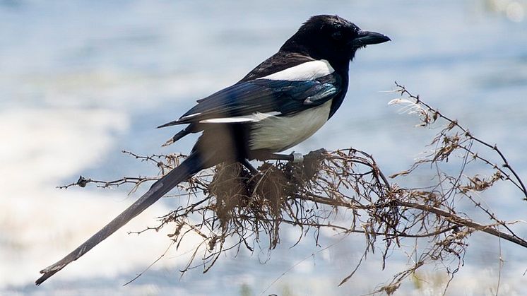 Förebygg oönskade byggen. När skatan väl har byggt bo får det inte tas bort. Foto: Josefin Nilsson, Länsstyrelsen.