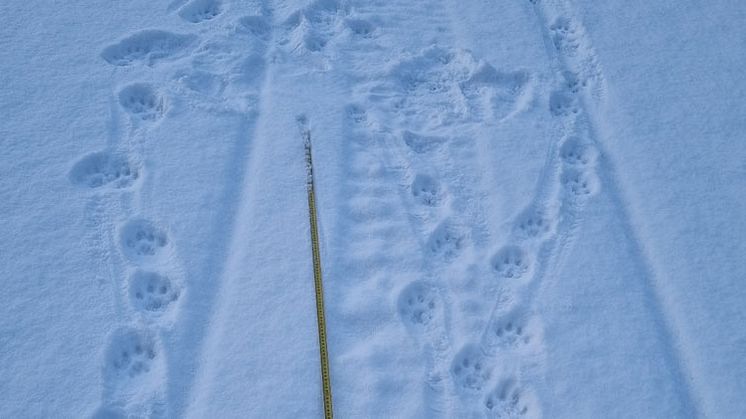 Lodjursspår. Foto: Länsstyrelsen i Dalarnas län