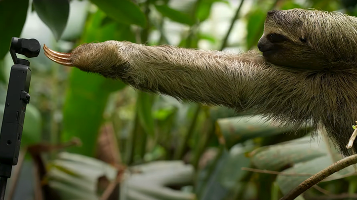 Uncovering the Secret Behaviour of Animals and Birds Without Disruption