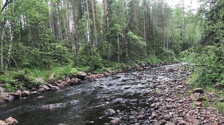 Bilden visar en typisk åtgärdssträcka av Hemulån där stenar och block som rensades mot vattendragets kant under flottningsepoken syns tydligt på vänster av vattendraget i bild.