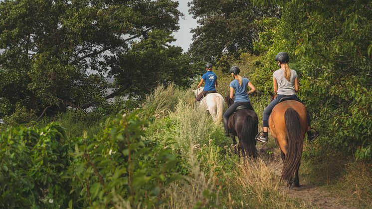 hållbar natur- och hästturism på öland – rekrytering till utvecklingsprojektet inleds