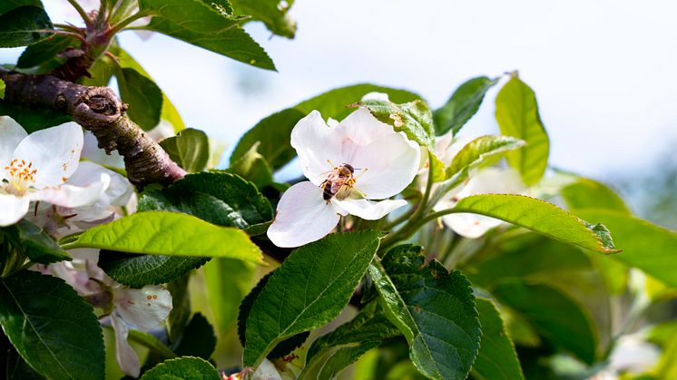 Bi som pollinerar äppelblomma