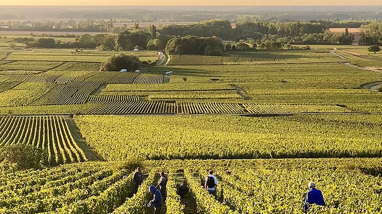 Lansering av årgång 2022 från Domaine Marquis d´Angerville i Volnay.