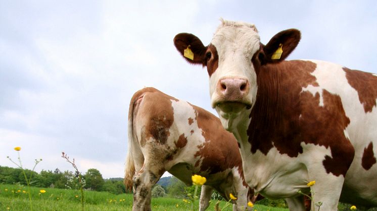 Minskad biogasanvändning 2022 – men flytande biogas ökar kraftigt