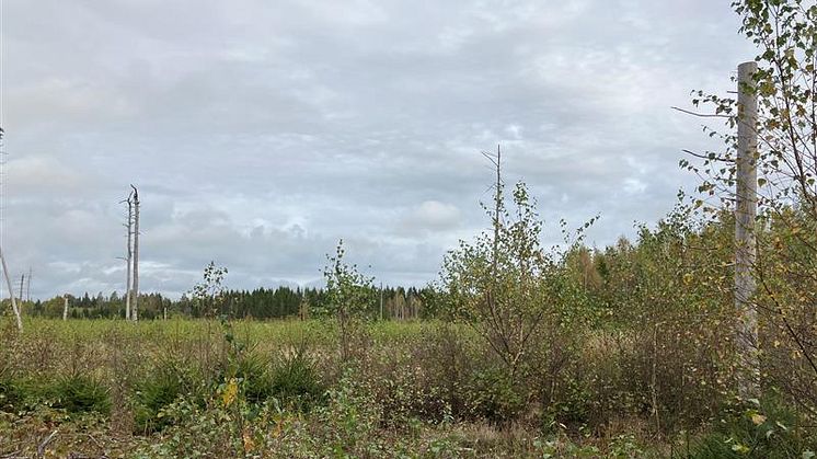 Godkännande för solpark utanför Vänersborg – Solkompaniet och Niam i samarbete för en hållbar framtid