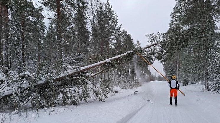 Umeå Energis medarbetare frigör elledning från träd som fallit efter torsdagens oväder.