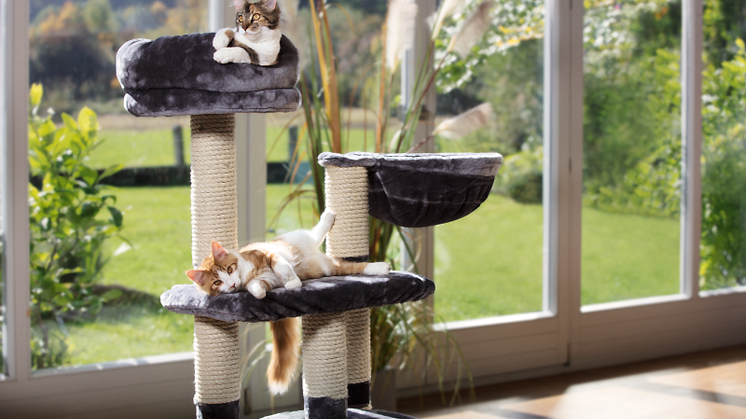 Le bien-être des minous: la «Journée internationale du chat» met à l’honneur la cohabitation entre l’homme et les petits félins