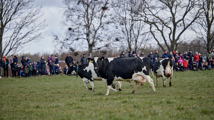 Køer står på spring til forårets festdag  