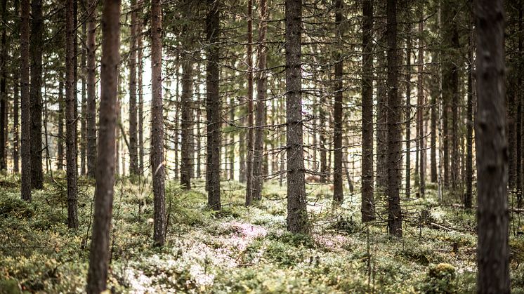 Rekordstort klimatbidrag 2024 för Norra Skog