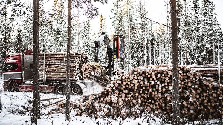 Stolpar är skogens premiumprodukt.