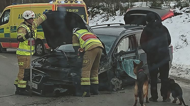 Dessa hundar klarade krocken tack vare bra hundburar