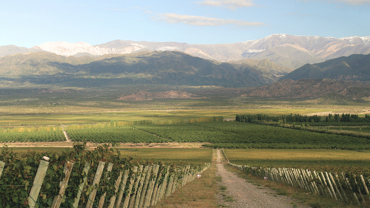 Nyhet i tillfälliga sortimentet -   Las Moras Gran Syrah 2022