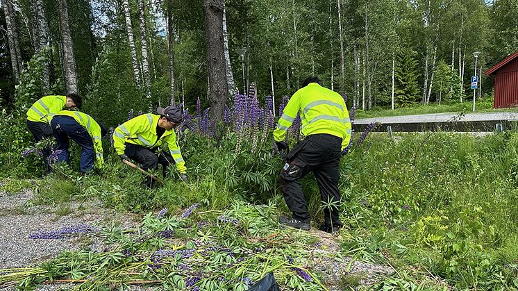 Här bekämpar sommarjobbare från Säters kommun lupiner vid Motionscentralen i Säter.