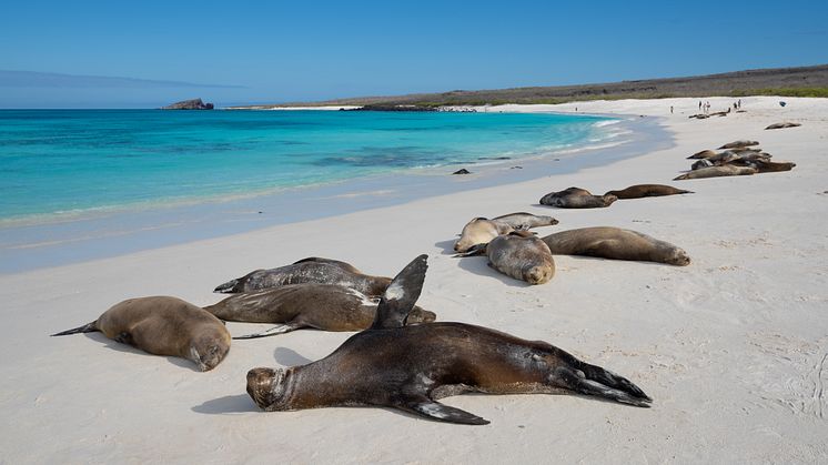 Galapagos-Española-Island-Gardner-Bay-HGR-152595-Photo_John_Chardine.jpg
