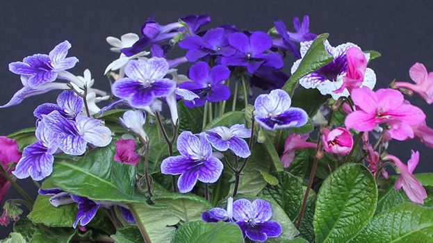 Kornettblomman – mormorsfavoriten med karaktär i blomman