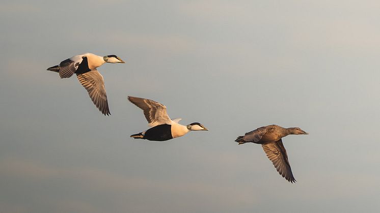 Från fågeltornet går det bland annat att se ejder. Foto: André Julinder