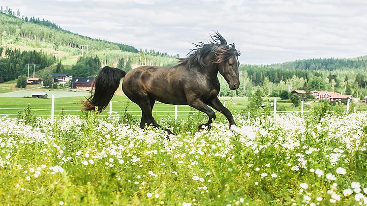 Kallblodstravaren Monster Monsun, framgångsrik både som travhäst och avelshingst. Foto: Fredrik “Frasse” Fransson