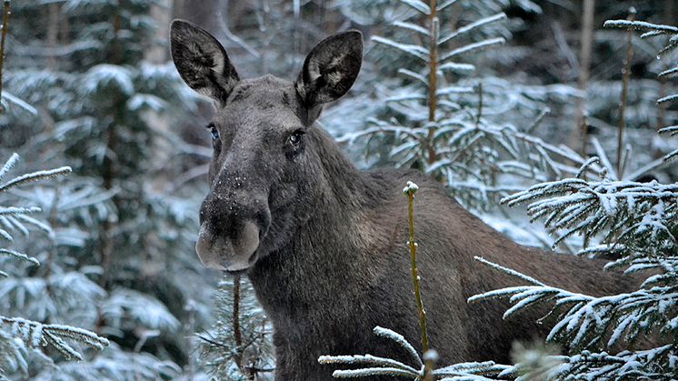 Älg bland unggranar. Foto: Inger Bjørndal Foss