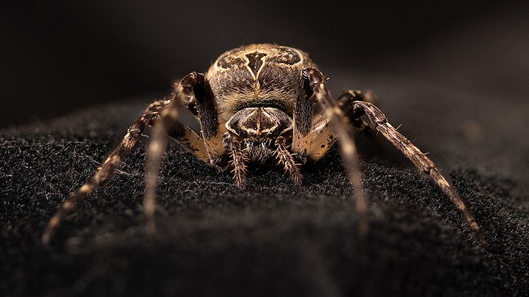 Brospindel (Larinioides sclopetarius), den art som nu har fått en spinnkörtel analyserad i detalj. Foto: Lena Holm