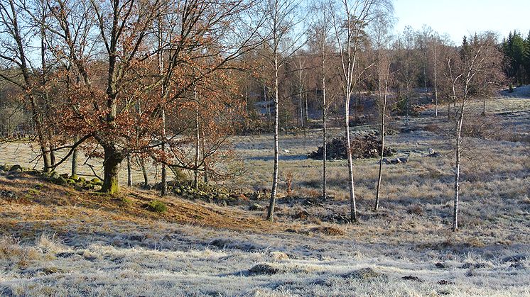 Att slå ihop mindre betesfållor och restaurerad naturbetesmark för att skapa stora sammanhängande betesfållor är en väg till lönsammare nötköttsproduktion. Foto: Kristina Holmström