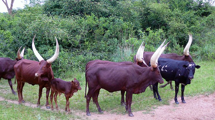 Ankole-kon med de väldiga hornen är en inhemsk ras i Rwanda. Många mjölkkor är dock korsningar mellan dessa och europeiska kor med liknande ursprung som svenska låglandskor. Foto: Renée Båge