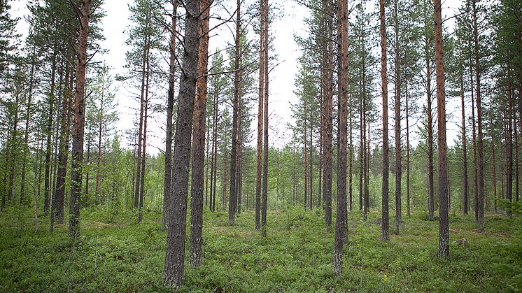 Tallskog kring Svartberget i Västerbotten. Foto: Jenny Svennås-Gillner, SLU