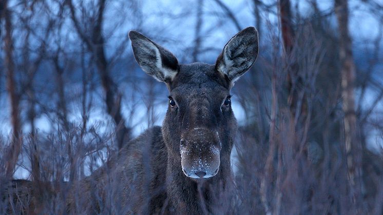 Älg. Foto: Jörgen Wiklund