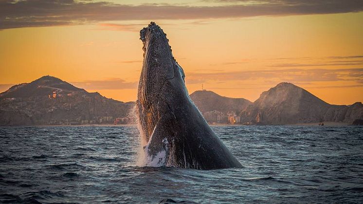 Die Region Los Cabos begeistert Urlauber und Urlauberinnen mit spektakulären Walbeobachtungen.