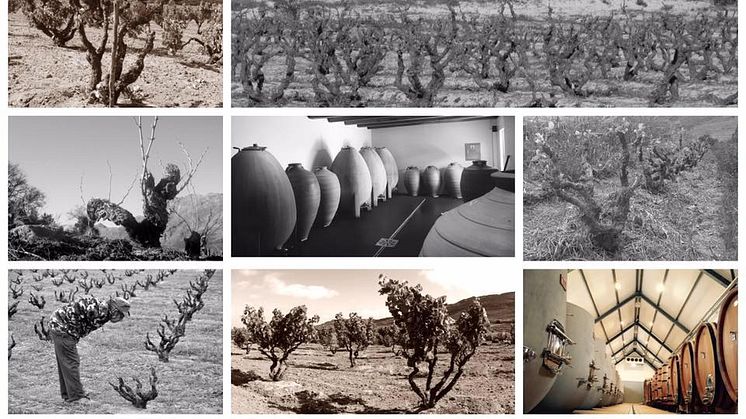 Sadie Family Wines