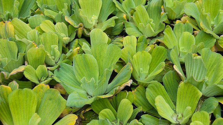 Musselblomma, Pistia stratiotes. Foto: GBNNSS.