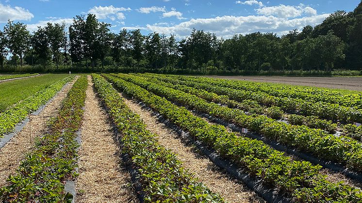 Demoodling med jordgubbar på Öland