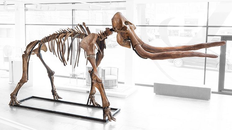 Skelet af en uldhåret mammut (Mammuthus primigenius) sen Pleistocene – Holocene periode. Vurdering: 1.000.000–1.200.000 kr.