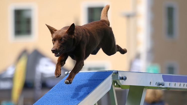 Den 10–14 juli hålls Guldagility på Fredriksskans. Foto: Erika Dahlman