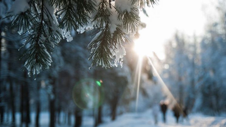 Snötäckt skog med en gren i förgrunden och ett promenerande sällskap i bakgrunden.
