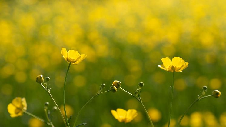 Smörblommor 