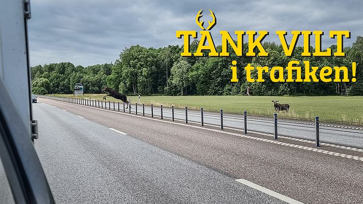 Vilda djur har inget trafikvett. Foto: Lars-Georg Hedlund
