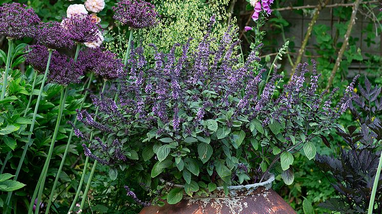 Blomsterbasilika är precis som namnet antyder  – dess små, ametistfärgade blommor och auberginefärgade foderblad som i mängd ger ett slående intryck, hamnar i rampljuset.