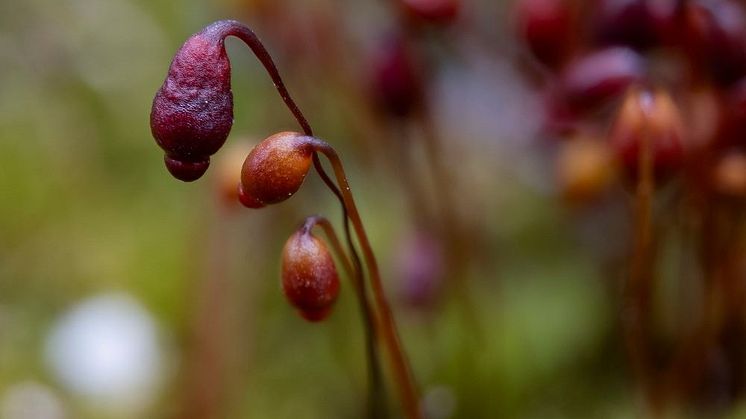 Körsbärsbryum, Bryum blindii, är en mossa som förekommer på ett fåtal platser i Sverige. 