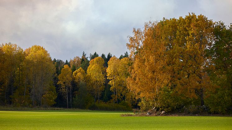 Varför har vi köttbrist i ett land som Sverige? Foto: Svenskt Kött / Fredrik Persson