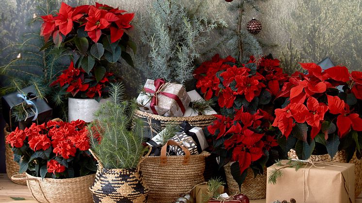 Julstjärnans Dag 12 december