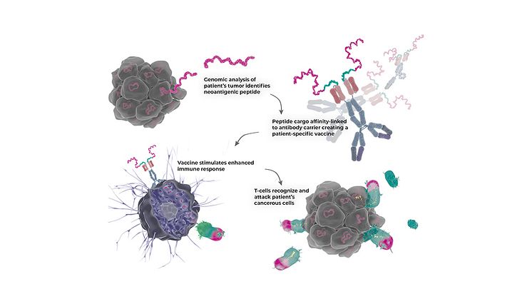 Ny antikropp kan vara lovande cancerbehandling