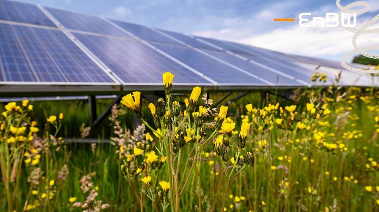 EnBW har fått klartecken att bygga en 50 MW stor solpark i Bengtsfors kommun. 