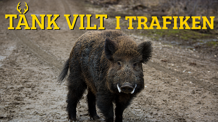 Ökning med 245 viltolyckor i Södermanlands län - vildsvin och dovhjort har ökat mest