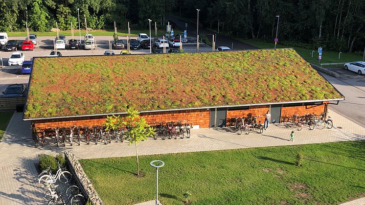 Sedumtak som gödslas varje vår