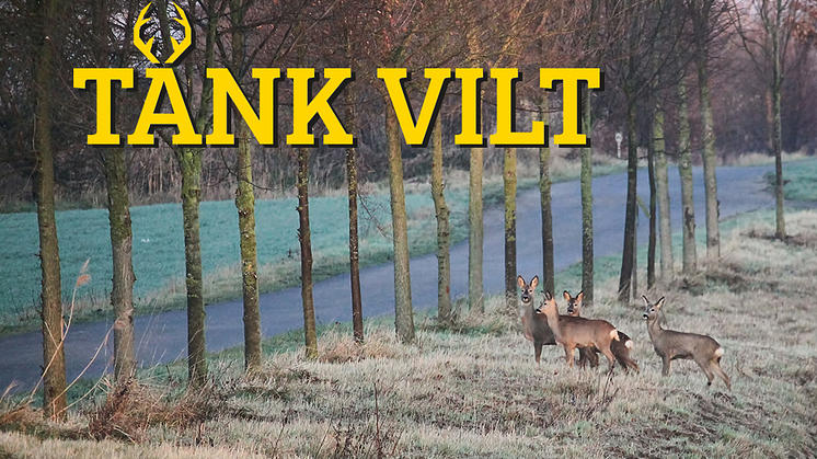 Vilda djur har inget trafikvett.