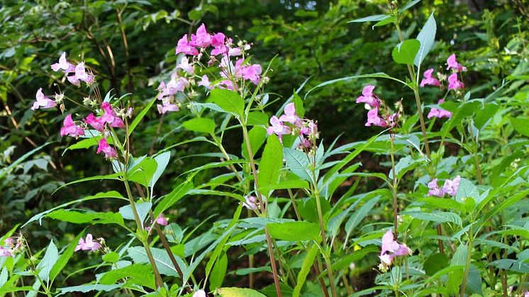 Bilden visar den invasiva arten jättebalsamin
