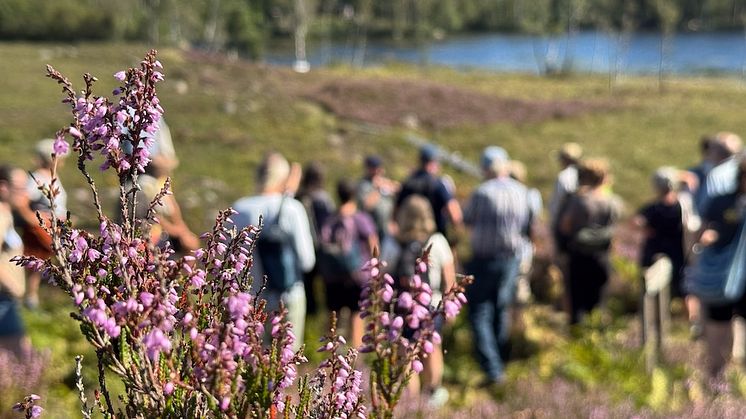Ljung i förgrunden och en samling med personer i bakgrunden. Foto.