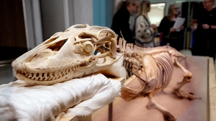 Komodovaranen Balbo hämtades till Sverige på 30-talet då den svenske arvprinsen önskat sig ett exemplar till Skansen. Foto: Jan Fleischmann